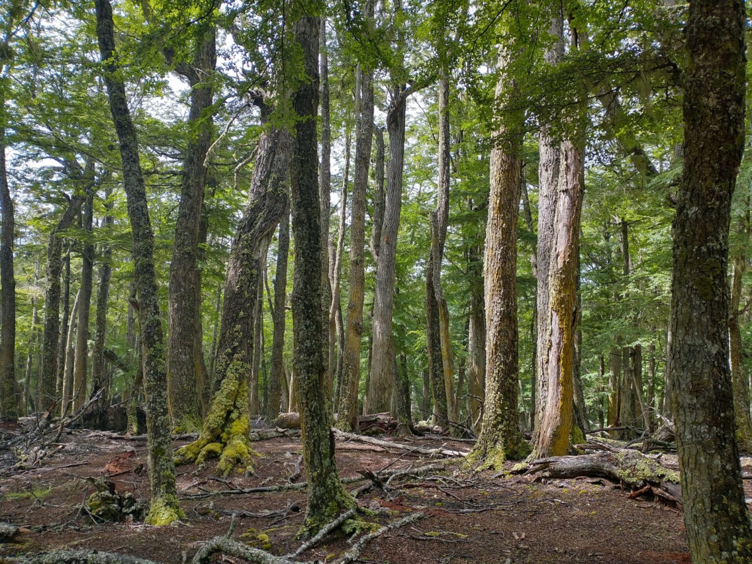 Bosque de lenga